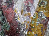 Galapagos 2-2-08 Santa Fe Colourful Palo Santa Tree Colourful lichens cling to a palo santo tree on Santa Fe. Palo Santo means holy wood and is also called the Incense Tree because the aromatic wood is used for incense.